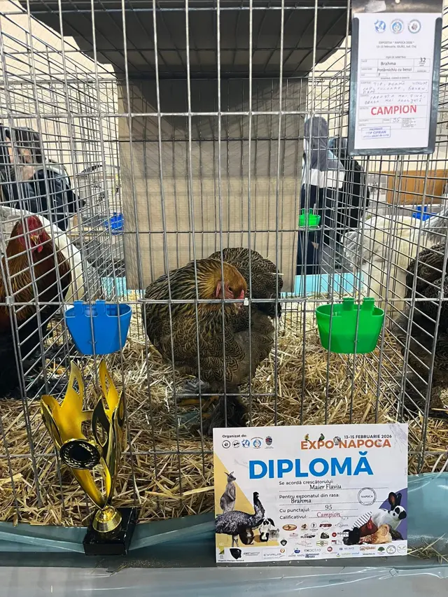 Găină Brahma premiată cu diplomă la expoziția avicolă Cluj-Napoca