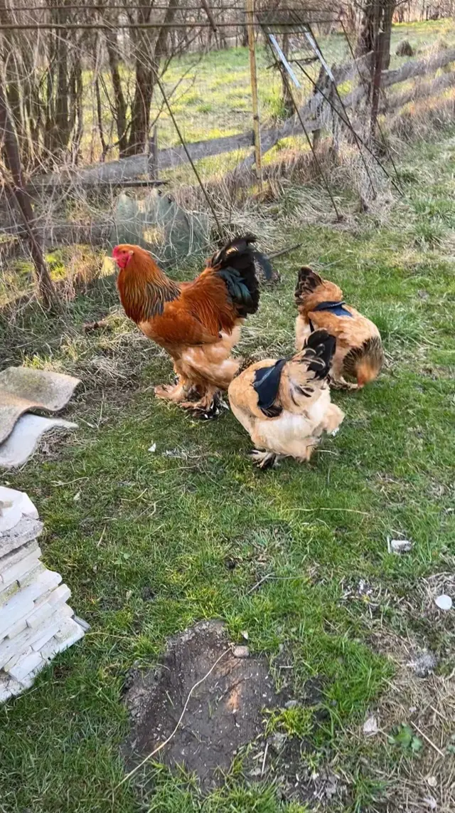 Găini și cocoși Brahma crescuți liber în Gilău, județul Cluj