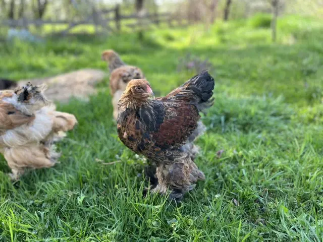Găini Brahma potârniche în curte, crescute natural
