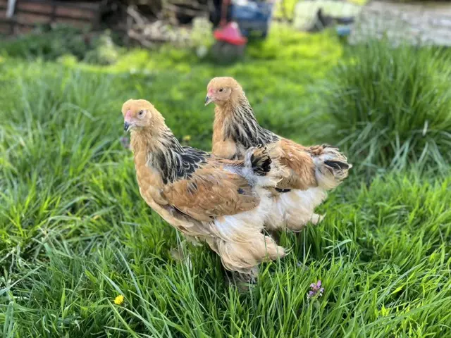 Pui Brahma de 2–3 luni, vaccinați, crescuți liber pe iarbă în Gilău