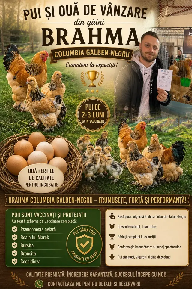 Pui și ouă Brahma Columbia galben-negru de vânzare la PET SHOP MAIER Gilău